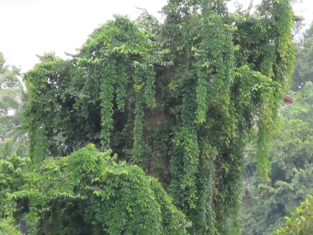 Nature Walk Resort Kandy Exterior foto